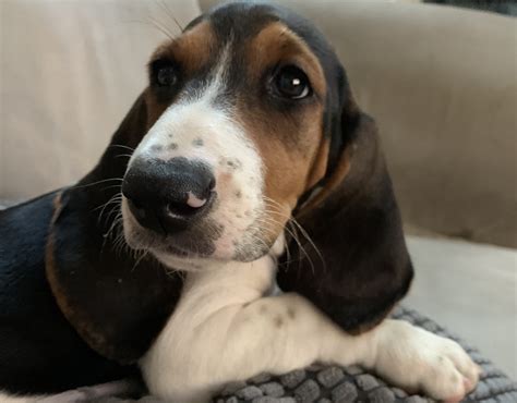 Basset Hound Puppies For Sale | West Chester, PA #334529