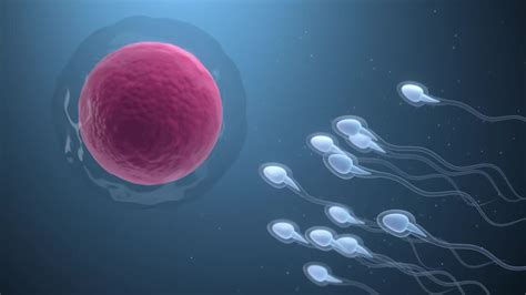 The Union Of Sperm And An Egg Cell - Stock Motion Graphics | Motion Array