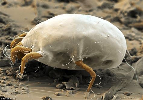 Up close: The little horrors that are hiding in your home | Scanning electron microscope ...