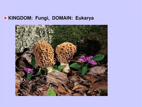 KINGDOM: Fungi, DOMAIN: Eukarya | Summaries Nutrition | Docsity