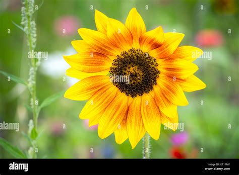 Flowers meadow in France, Europe Stock Photo - Alamy