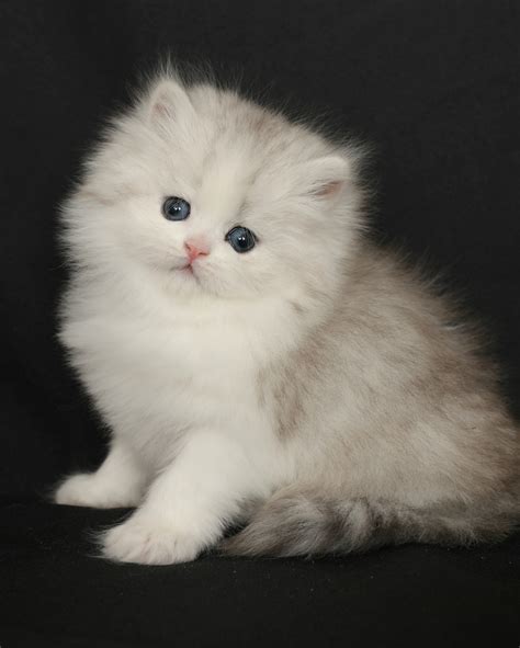 Silver & White Persian Kittens Past Kittens