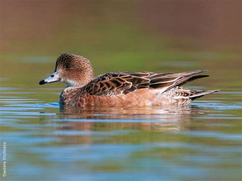 Eurasian Wigeon | KuwaitBirds.org