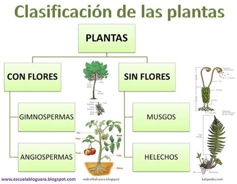 Clasificación de las plantas | LOS SERES VIVOS | Pinterest | Montessori, Learning activities and ...