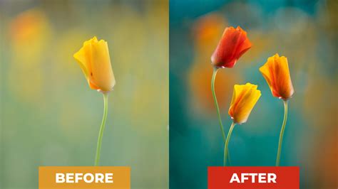 Before & After Photoshop: How I did the edit step by step - MacroViewpoint.com