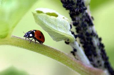 Natural Pest Control Methods for Home and Agriculture - Farm Practices