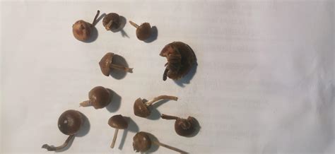 Psilocybe fimetaria? : r/ShroomID