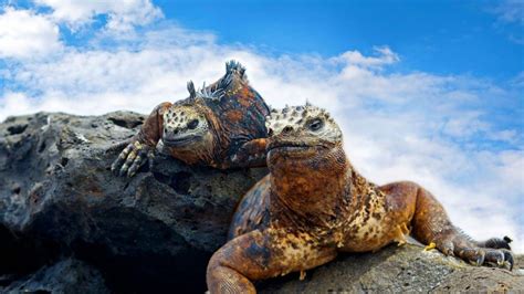 8 Interesting Facts about the Galapagos | WorldStrides