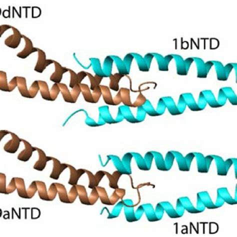 (PDF) Structure of the N Terminus of a Nonmuscle α-Tropomyosin in ...