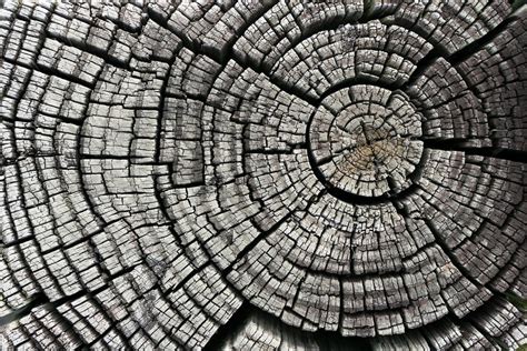 Cracked Tree Stump | Closeup of cracks in old tree stump. Th… | Flickr