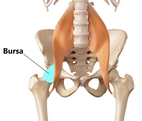 Common Groin Injuries - My Family Physio