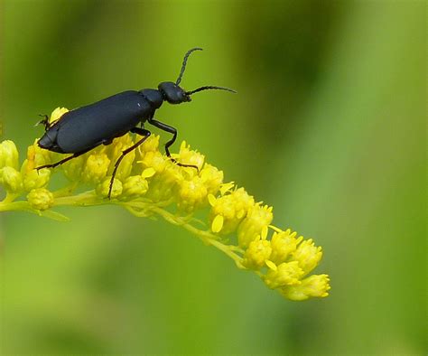 Black Blister Beetle | Epicauta pennsylvanica, common on gol ...