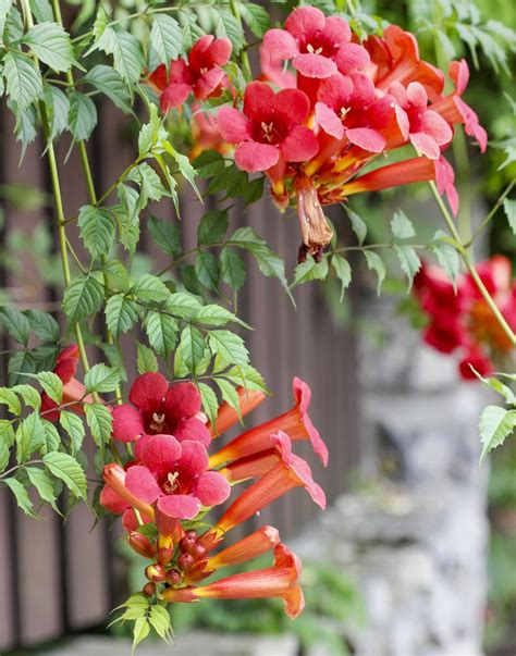 Trumpet Vine, Trumpet Creeper seeds - Campsis radicans – Garden Seeds Market | Free shipping