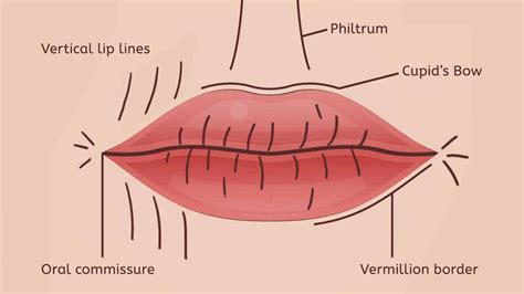 Lip Lines - Castleknock Cosmetic Clinic