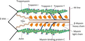 Actin - Wikipedia