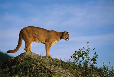 Wildlife Watching in Yosemite National Park - Spot these 6