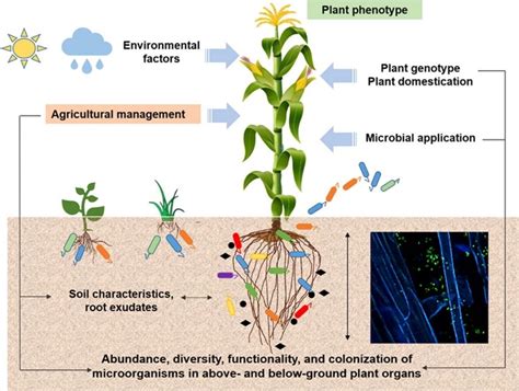 What Microbes Can Teach Us About Adapting to Climate Change