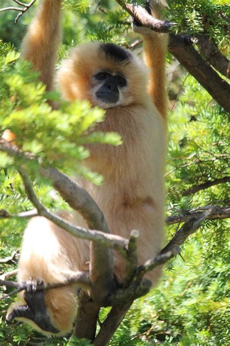 Gibbon Wallpaper - Wallpaper Sun