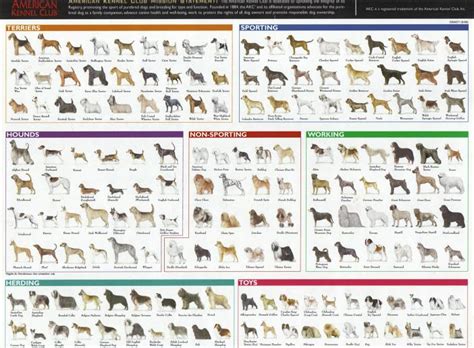 Dog Breed Chart | Dog breeds chart, Dog breed poster, Dog breeds pictures