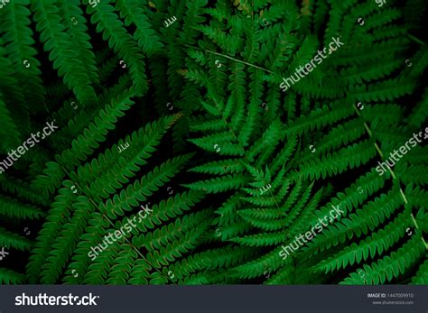 864 Polypody Fern Images, Stock Photos & Vectors | Shutterstock