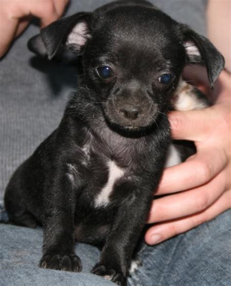 Cute Puppy Dogs: black chihuahua puppies