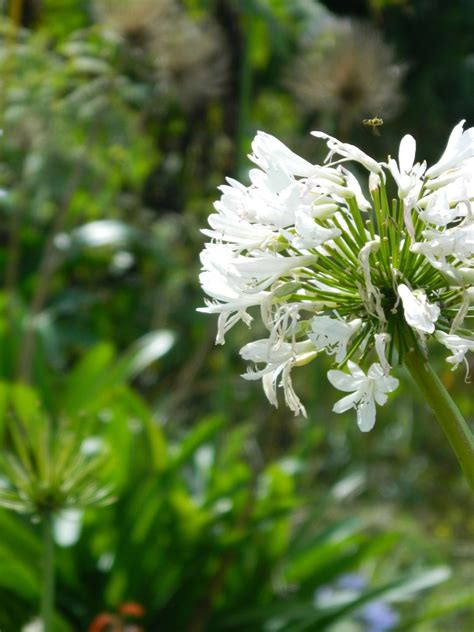 Blooming flower from Panama | Blooming flowers, Bloom, Plants