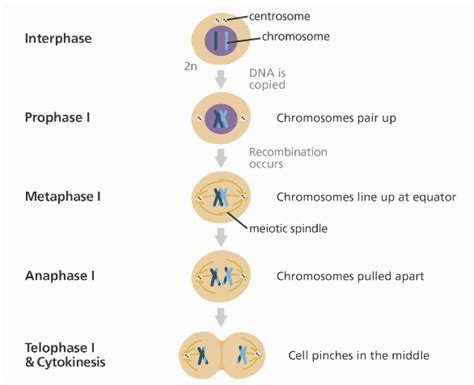 Stages of Meiosis cell division – The Science Notes