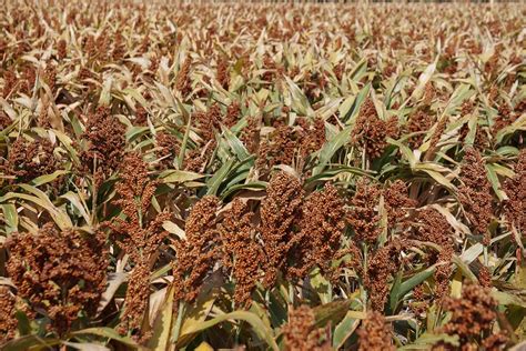 South Africa’s summer crops are taking strain form the heatwave ...