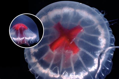 New Jellyfish Species Discovered May Have an Arsenal of Unique Venoms ...