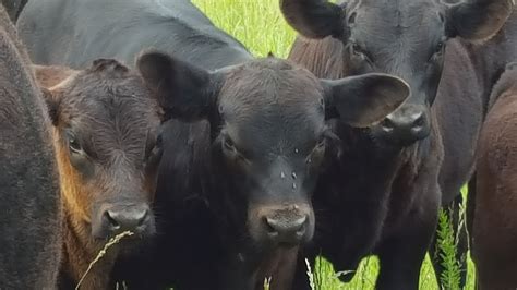 "Black Angus Calves" Lane, Kansas Summer Photos, Angus, Photo Contest, Calves, Lane, Animals ...