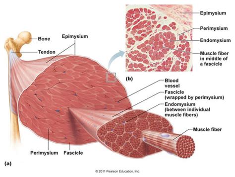 About Fascia – BLACKROLL® Australia