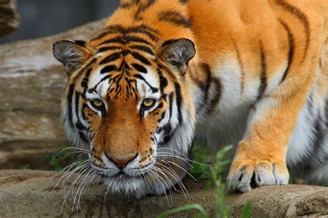 Bengal Tiger Wallpapers - Top Free Bengal Tiger Backgrounds ...