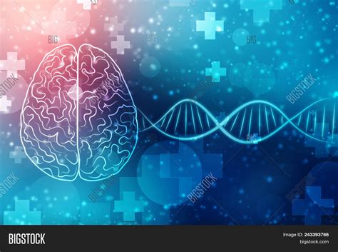 Human Brain 2d Image & Photo (Free Trial) | Bigstock