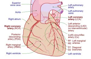 Circumflex branch of left coronary artery - Wikipedia