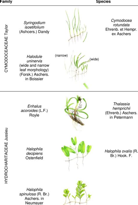 Seagrass species found in the Wellesley Island Group, August 2007 | Download Table