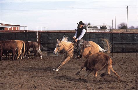 American Quarter Horse | Western riding, Racing, Performance | Britannica