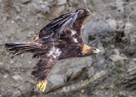 Golden Eagle | Backcountry Gallery Photography Forums