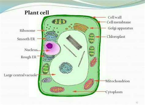 Golgi Apparatus In Plant Cell