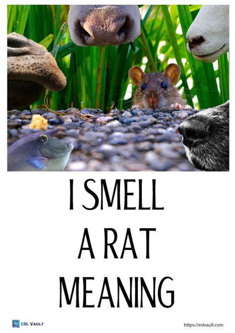 I smell a rat meaning - ESL Vault