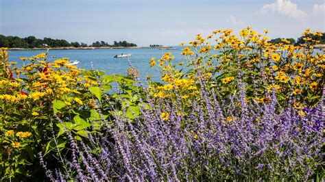 Best coastal plants: 21 top choices that will thrive near the ocean | Gardeningetc