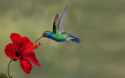 Hummingbird on Red Hyacinth - Image Abyss