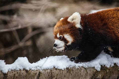 Red Panda Chicago Zoo Computer Wallpapers, Desktop Backgrounds | 5616x3744 | ID:682491 | Red ...