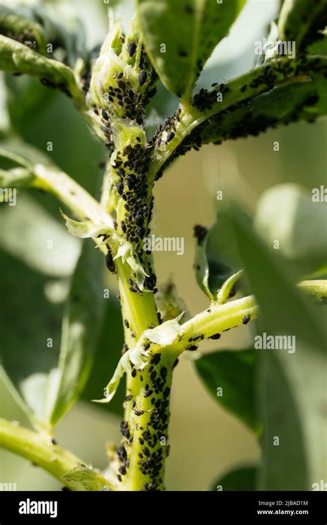 Black aphids on broad bean plant Stock Photo - Alamy