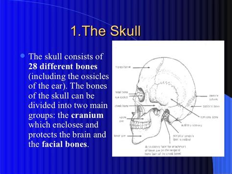 The human endoskeleton