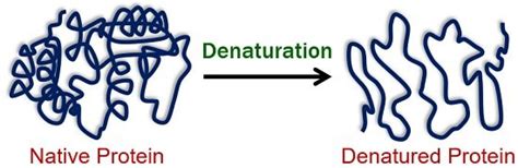 Protein Denaturation by Heat - Definition, Examples & Mechanism - Biology Reader