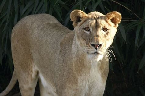 A Guide to the Animals at the Washington DC Zoo