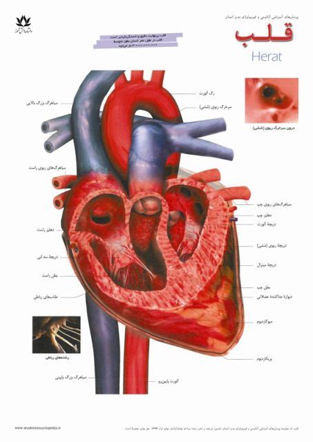 پوستر آموزشی آناتومی قلب انسان « پوسترهای آموزشی دانشنامه دانش‌آموز