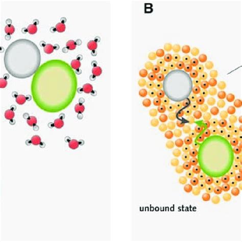 The hydrophobic effect and a potentially similar mechanism for protein ...