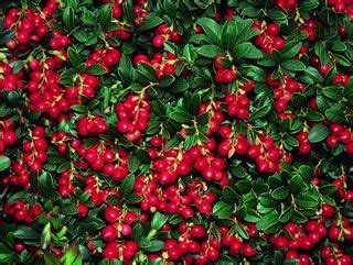 Lingonberry - Lingonberry Plants - Stark Bro's