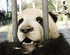 Happy Panda GIF - Find & Share on GIPHY